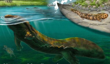 Mystery Bones Found in Japan Belong to a Giant Salamander Unlike Any Known