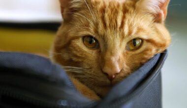 My cat needs an MRI and it’s going to cost me €2,000 – The Irish Times