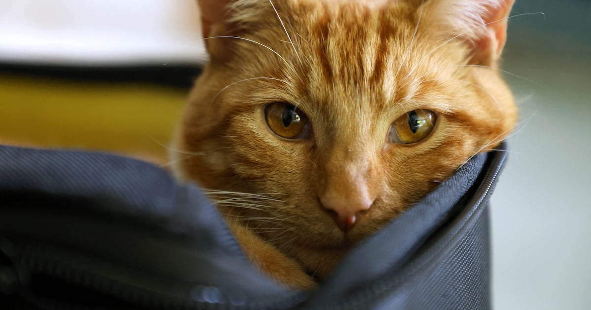 My cat needs an MRI and it’s going to cost me €2,000 – The Irish Times