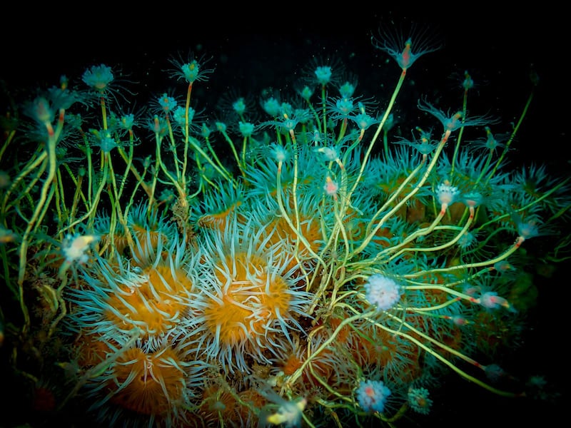 Night Garden by Sinead Keys, one of the entries in the Ocean category.