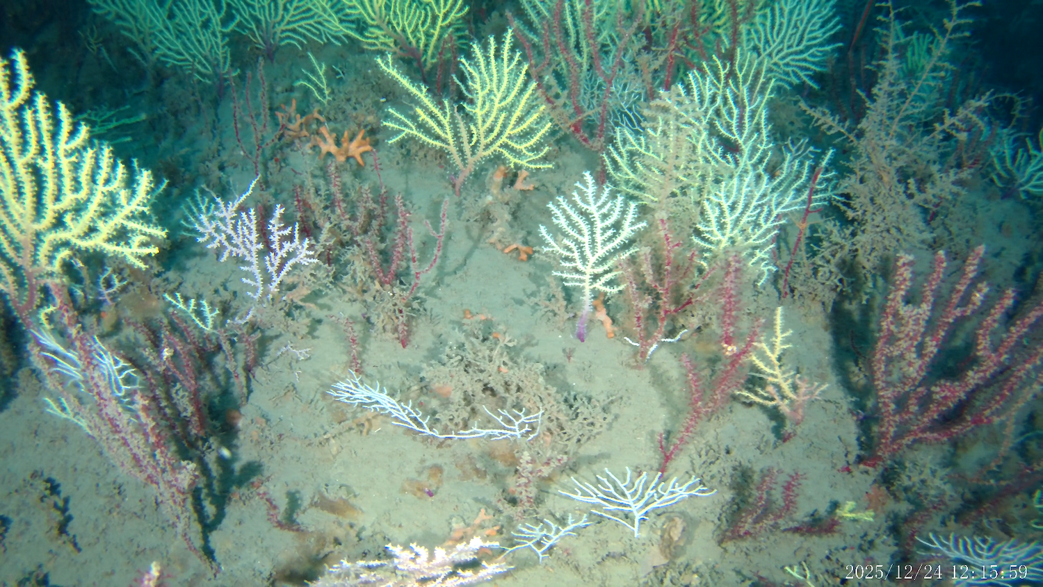 Mesophotic coral reef seen by underwater drone camera system