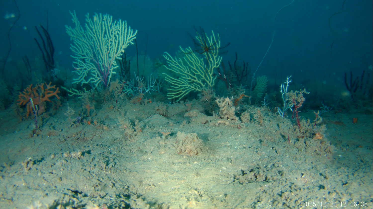 Deep sea coral reef photo