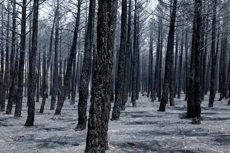 A forest burned by wildfires near the town of Albendiego, in Spain's Guadalajara province, on Wednesday. Photograph: Pierre-Philippe Marcou/AFP via Getty Images