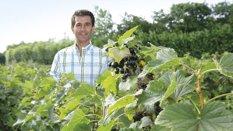 Des Jeffares on his blackcurrant farm in Ballykelly, Co Wexford