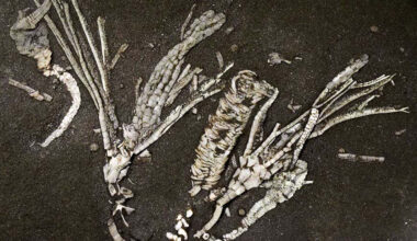 Crinoid Soft Tissue Fossil