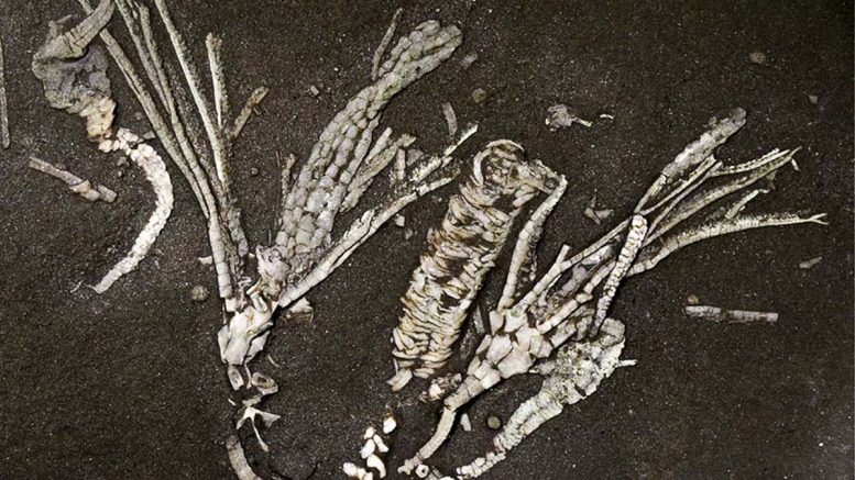 Crinoid Soft Tissue Fossil
