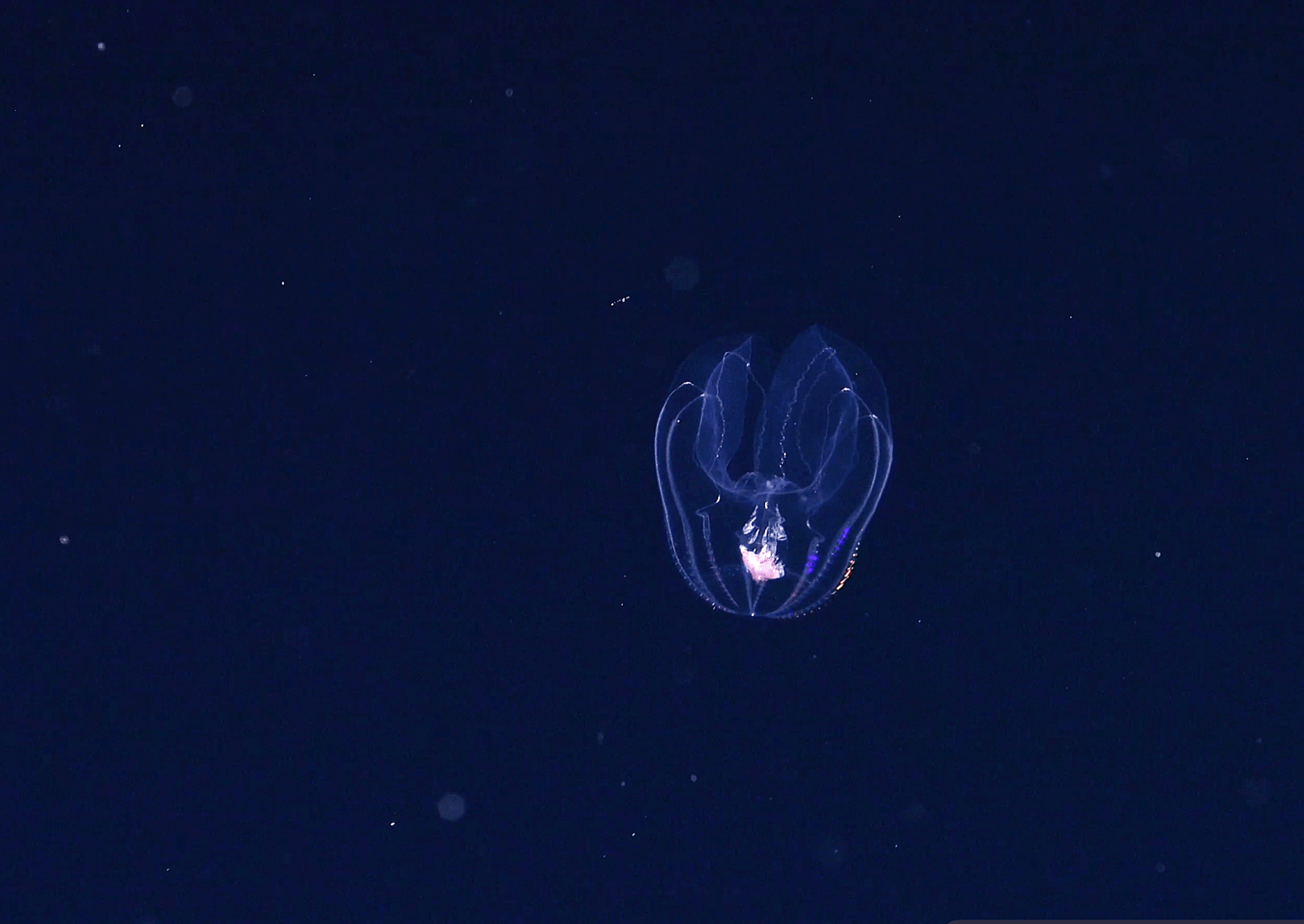 a circular transluscent fish