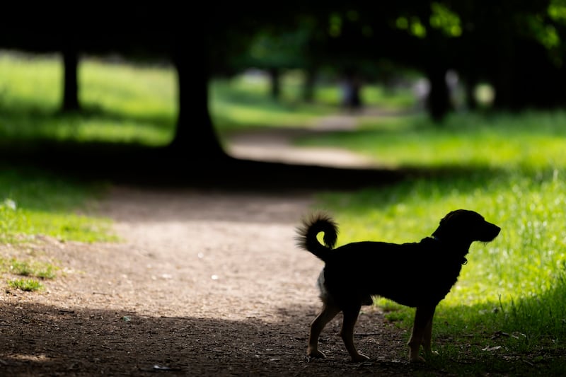 A dog rests in shade of trees in Dublin's Phoenix Park.