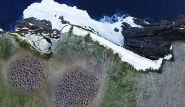 Space-based monitoring of penguin diet links sea ice, food webs, and population change