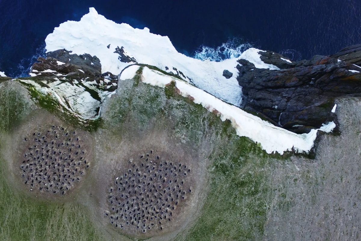 Space-based monitoring of penguin diet links sea ice, food webs, and population change