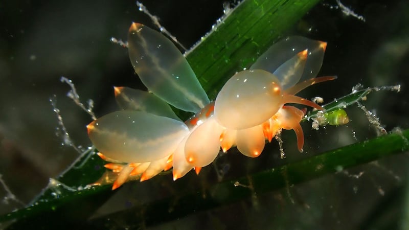 Bubble Nudibranch, by Annegret Pfuetzner was highly commended for showcasing the detail of the fragile and wonderful life supported by one of Ireland's most valuable ecosystems - Seagrass.
