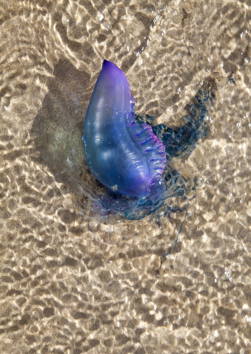 The Portuguese man o' war. Photograph: The Marine Conservation Society/Joanna Clegg/PA 