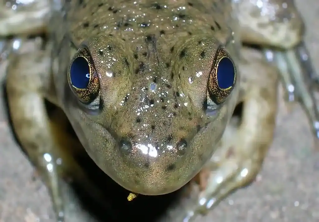 Close image of a frog's face showing a small pale spot between its two large eyes. Frog third eye.