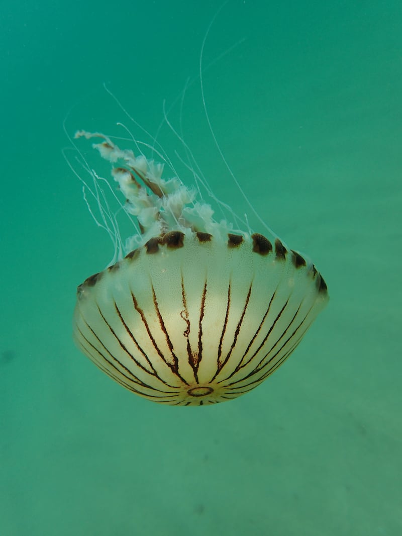 A compass jellyfish in Barry's Cove, Co Cork. Photograph: Shazia Waheed