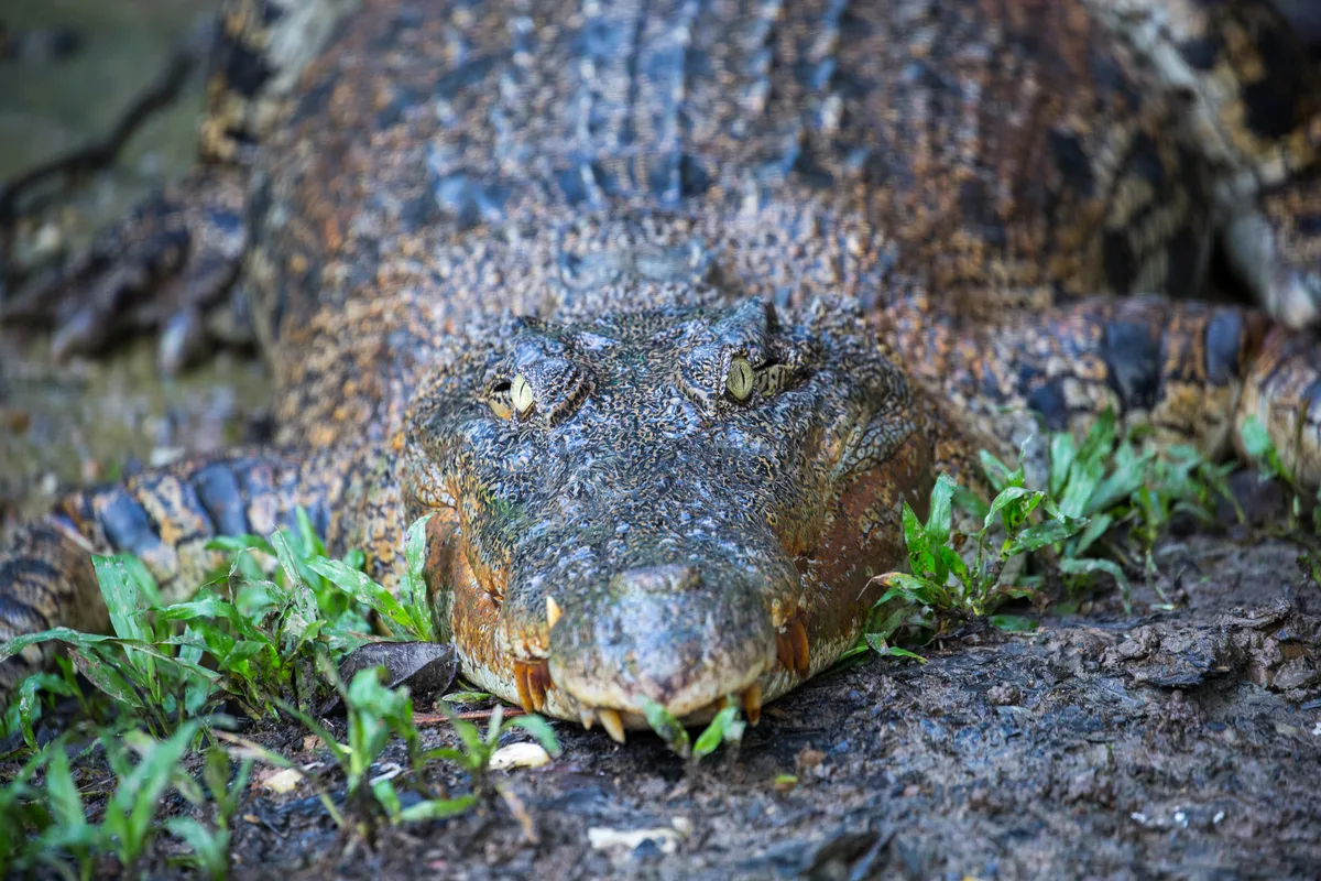 saltwater crocodile