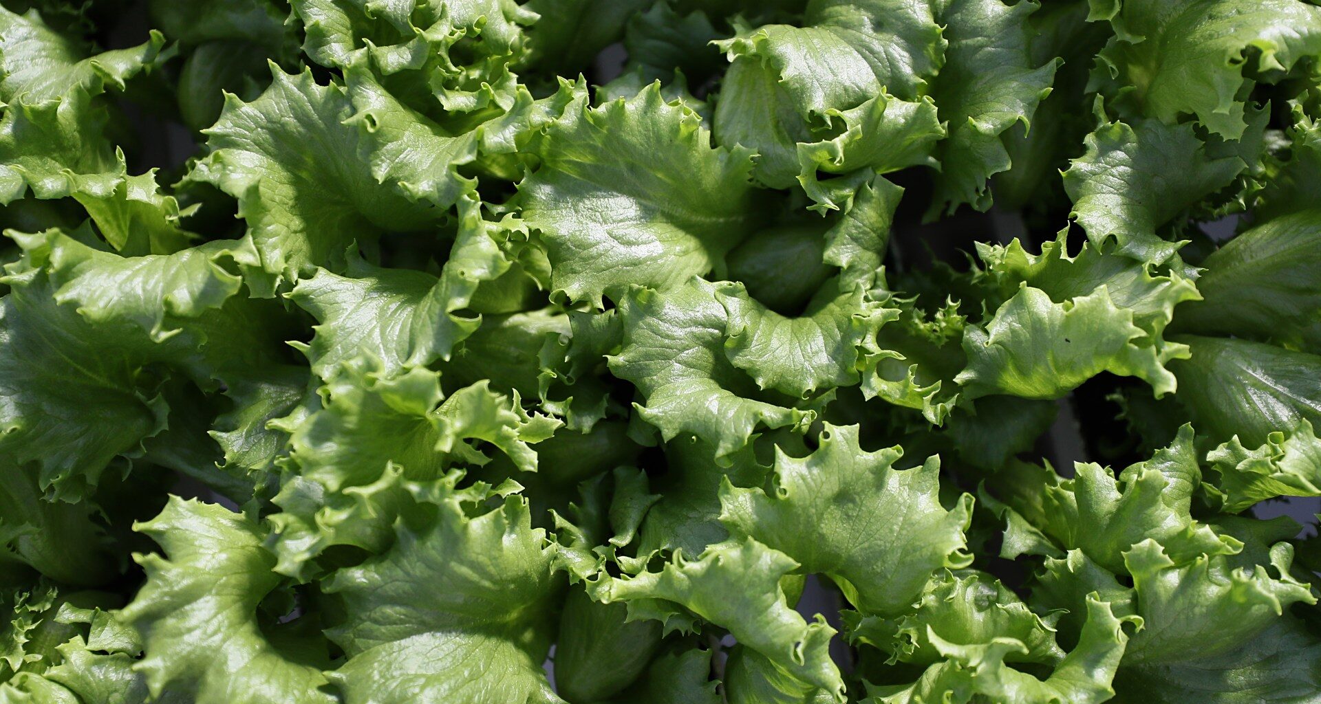 What is cyclospora? Diarrhoea symptoms, foods linked to US outbreak | Agriculture News
