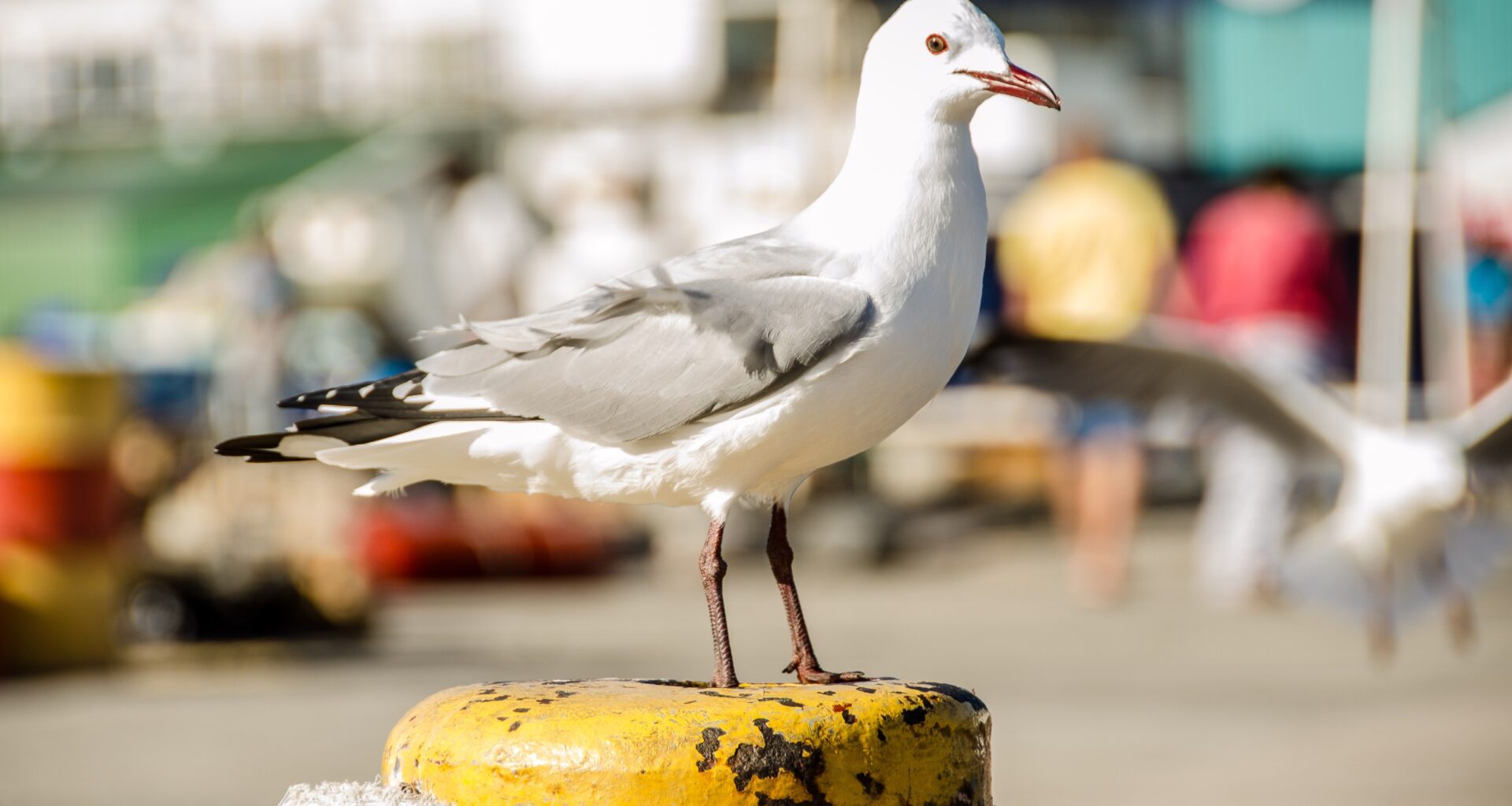 World Seabird Day: Protecting Our Coastal Birds