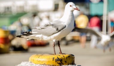 World Seabird Day: Protecting Our Coastal Birds