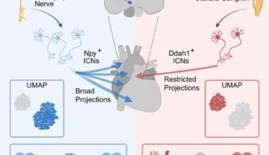 Study: The intrinsic cardiac nervous system is essential for cardiac function and survival