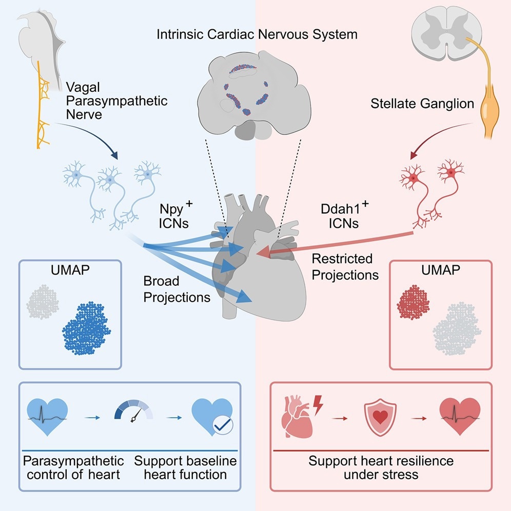 Study: The intrinsic cardiac nervous system is essential for cardiac function and survival