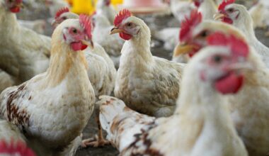 Group of white chickens inside a poultry farm, captured in natural light. Ideal for visuals related to farming, rural life, livestock management, and food production industries.