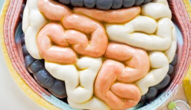 Ketogenic diet may increase small intestine cancer risk in mice