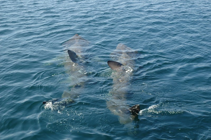 Basking sharks swimming beneath the surface near the Aran Islands. Photograph: Nick Pfeiffer