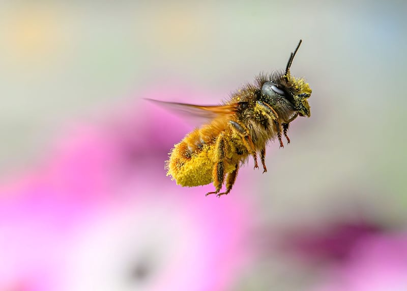 Female Mason bee returning with full basket of pollen by Phil Greaves, one of the highly commended entries.