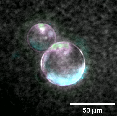 Scientists Grew Cells That Divide From Lab-Created DNA