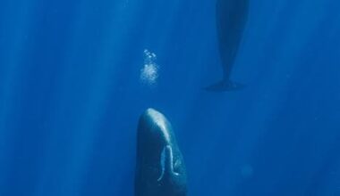 Two whales swimming in deep blue ocean with sunlight filtering down.