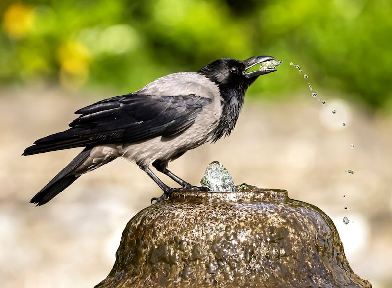 Hooded Crow by Martin McNamara was also one of the high commended entries.