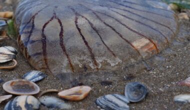 ‘They’re meant to be there’: Expert urges calm over jellyfish ‘smacks’ seen off Irish coast – The Irish Times