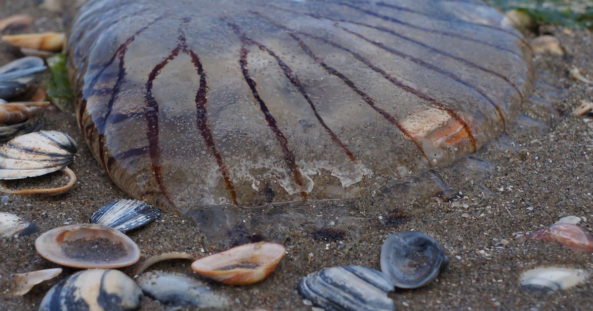 ‘They’re meant to be there’: Expert urges calm over jellyfish ‘smacks’ seen off Irish coast – The Irish Times