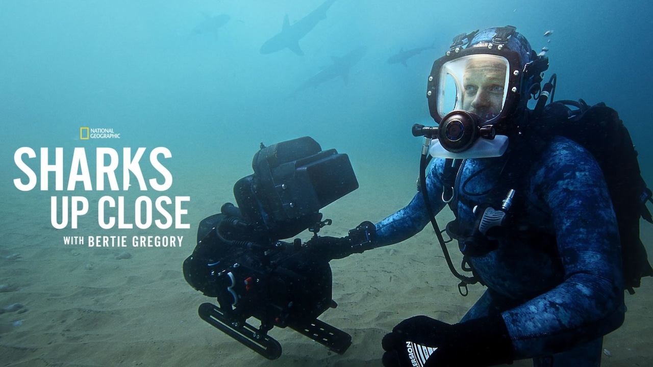 How to watch 'Hammerhead Sharks Up Close with Bertie Gregory' documentary for free