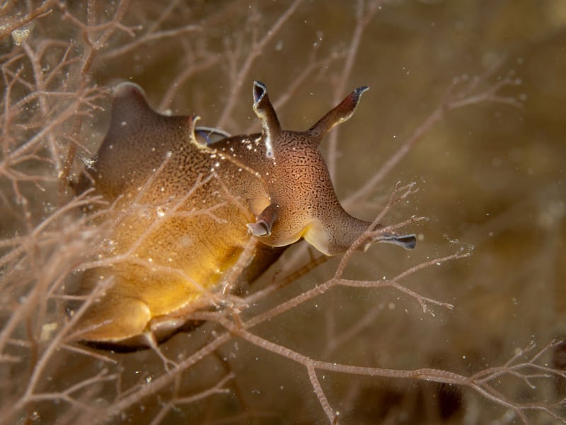 Sea Hare by Andre Astraharchik, a highly commended image in the Ocean category.