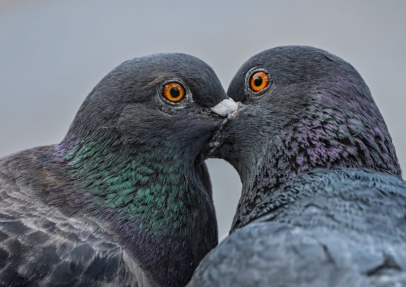 The Kiss by Mich Elliot which came in third place. The judges said 'an endearing image of the often-maligned pigeon, visually strong, detail in the eyes and colour detail throughout fabulous an image that really draws the viewer in. A pigeon kiss also called ‘Billing’ happens as pigeons are pairing up during the mating season'.