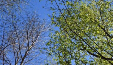 Preparing native broadleaf trees for Ireland’s future forests