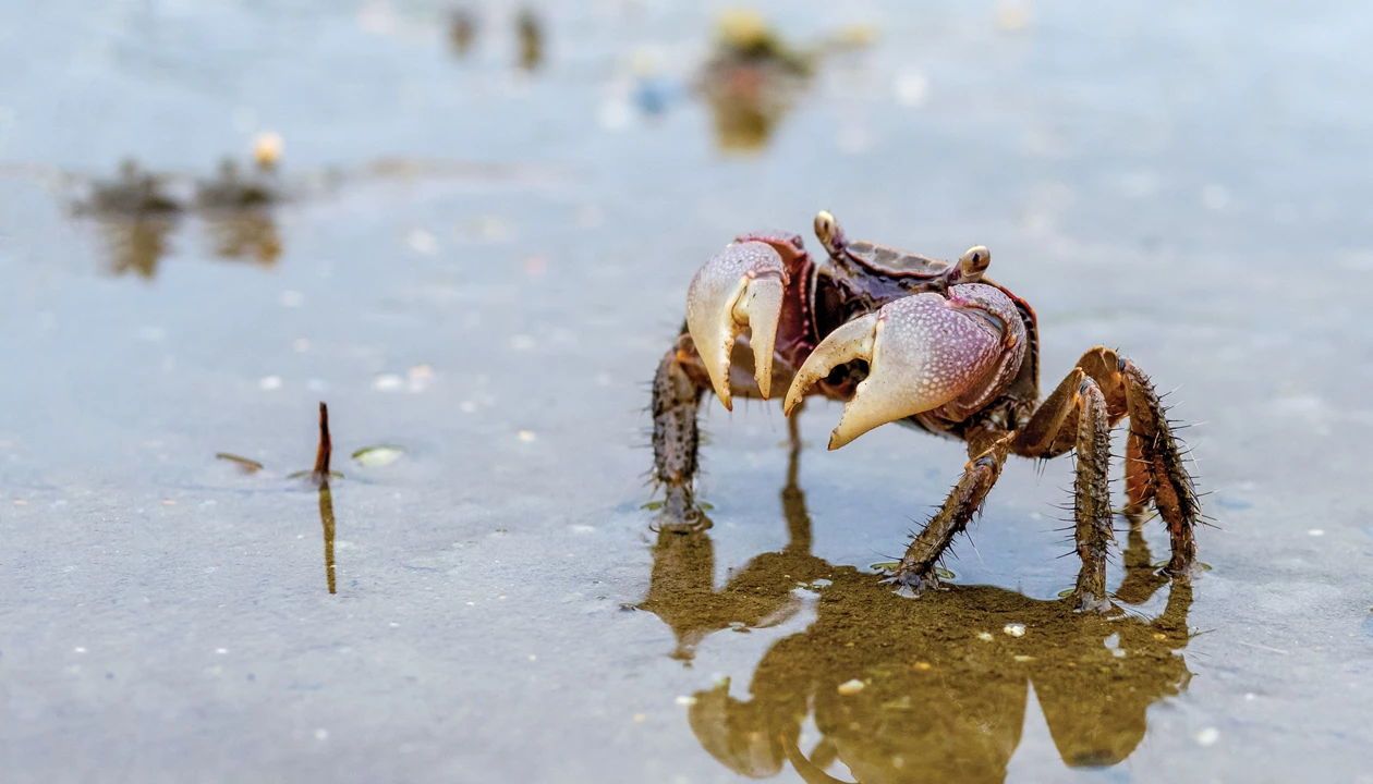 Scientists quantify crabs’ impact on coastal methane cycling