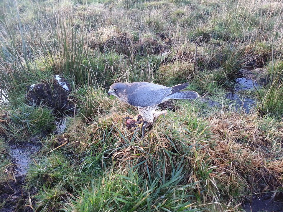 The Nicholas brothers own a falcon breeding business called Raptors of Penwith Ltd