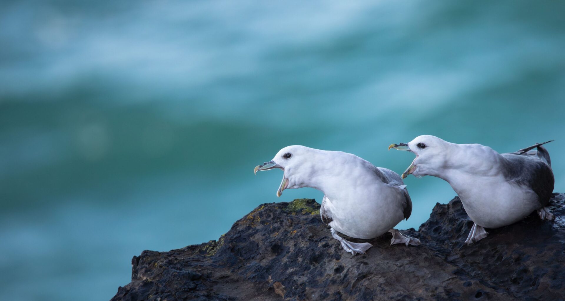 Northern Fulmars_Downpatrick Head, Co. Mayo