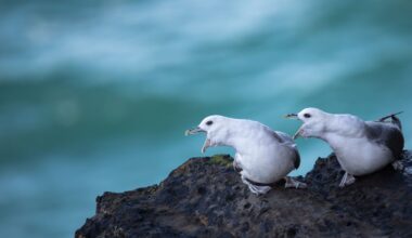 Northern Fulmars_Downpatrick Head, Co. Mayo