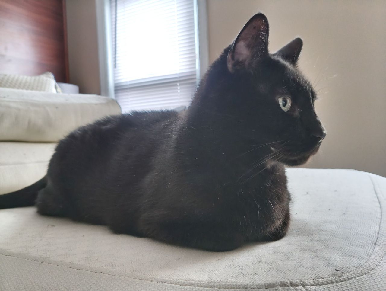 TCL NXTPAPER 70 Pro camera sample.