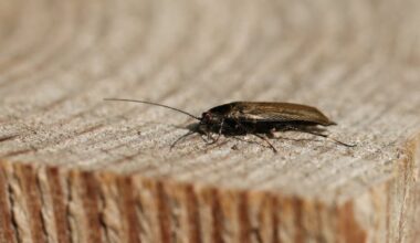 Dublin city grocery store with ‘evidence of cockroach activity’ served closure order – The Irish Times