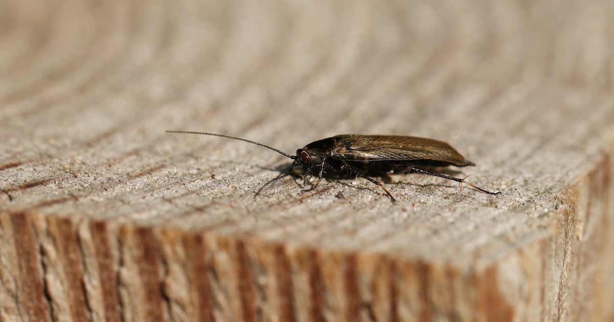 Dublin city grocery store with ‘evidence of cockroach activity’ served closure order – The Irish Times
