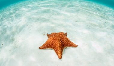 Ocean acidification leaves a mark that could last millions of years