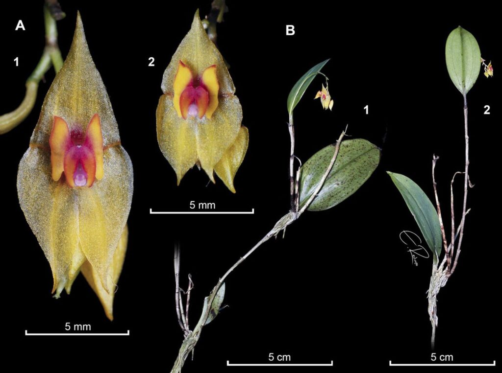 Orchid Lepanthes leonmoralesii
