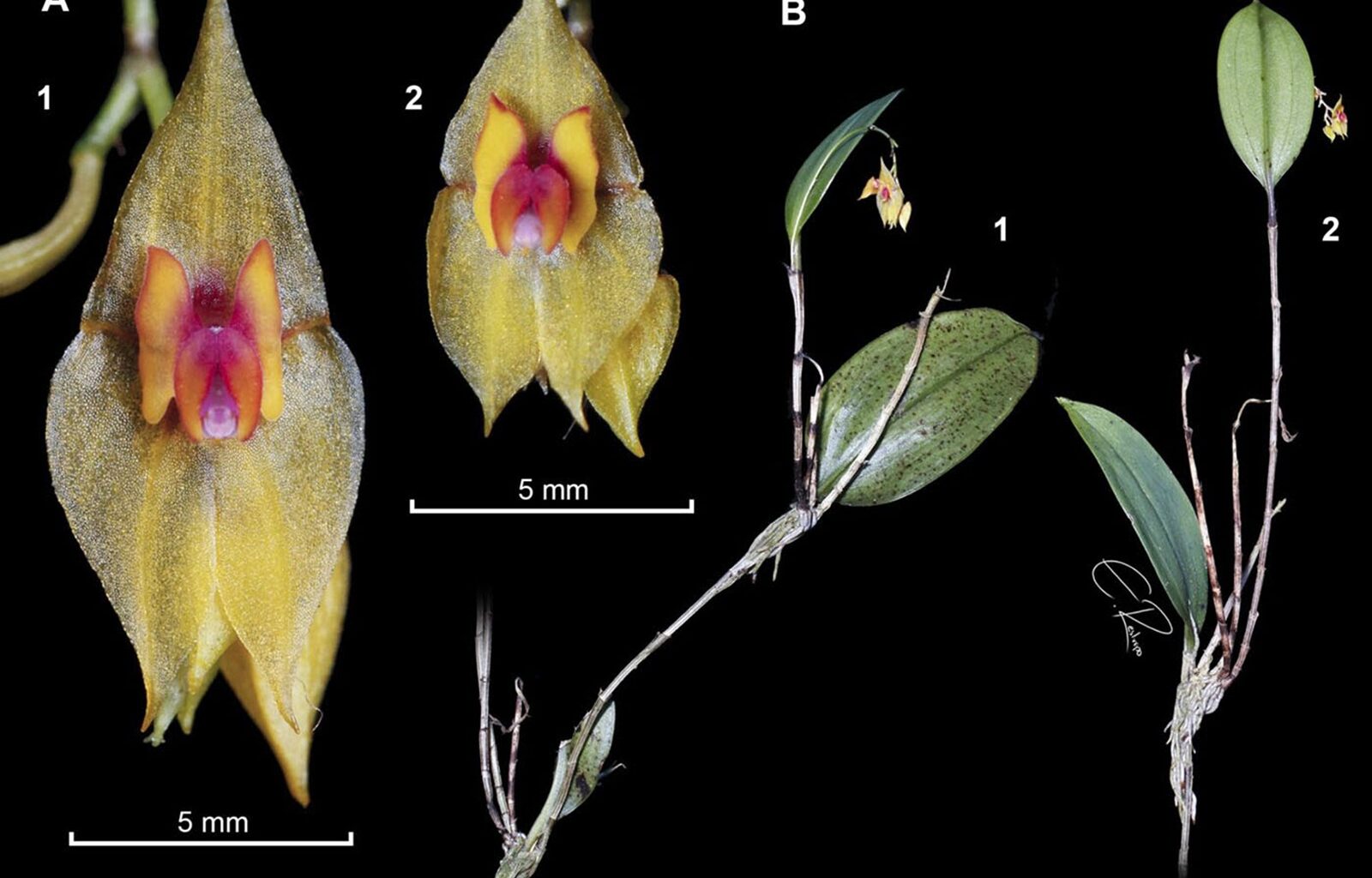 Orchid Lepanthes leonmoralesii