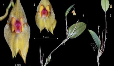 Orchid Lepanthes leonmoralesii