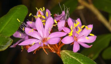 Scientists Uncover New Plant Species Hidden in Plain Sight for More Than 100 Years