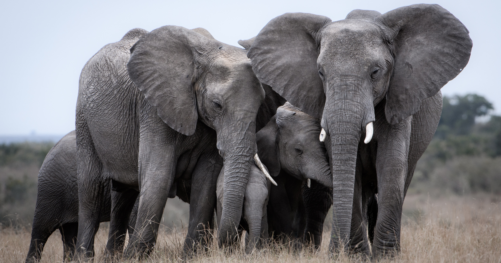 Elephants communicate through vibrations in the ground at frequencies below human hearing, and researchers have shown other elephants can not only feel these signals through their feet but tell a familiar caller from a stranger